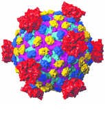 Computermodel van een reovirus.