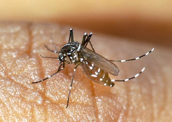 WK-gangers moeten opletten voor muggen