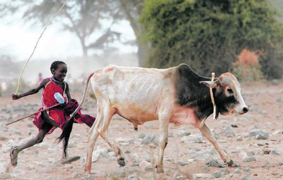 In sommige droge streken, hier in Kenia, groeit nauwelijks iets. Nomadische veeteelt is de enig mogelijke vorm van landbouw.