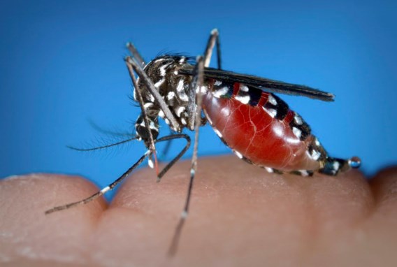 Denguevirus duikt na 85 jaar weer op in Griekenland