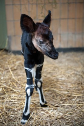 Okapi geboren in Antwerpse zoo