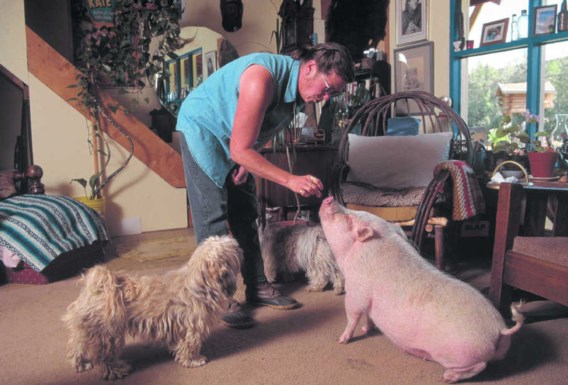 Waarom strelen we honden en eten we varkens?