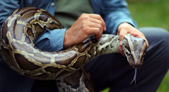 Birmaanse pythons: een plaag in Florida.