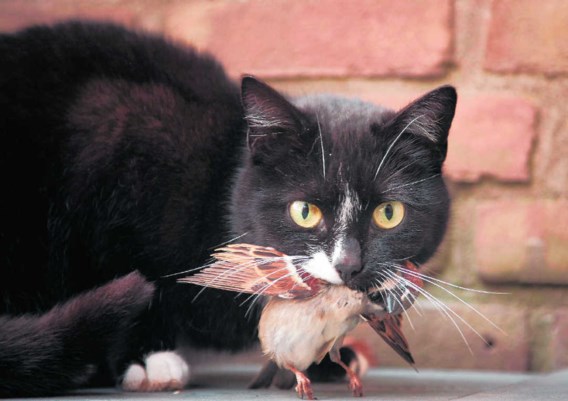 Alleen al door haar vleesverbruik veroorzaakt de Belgische kattenpopulatie evenveel broeikasgasuitstoot als een gezinsauto die 25.000 keer rond de aarde rijdt.