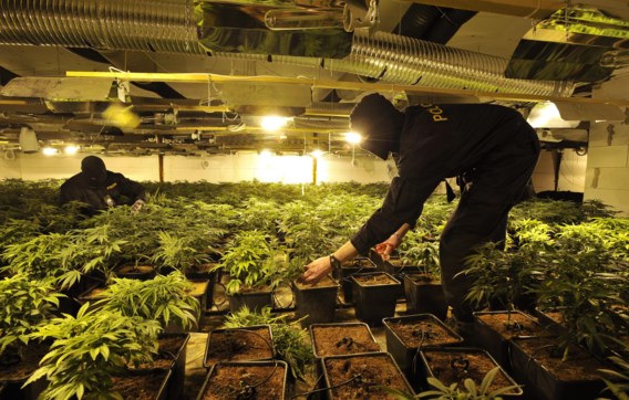 De politie onderzoekt een door Vietnamezen gerunde cannabiskwekerij in het noorden van Tsjechië. Vietnamese criminelen zijn nu ook in België en Nederland actief.