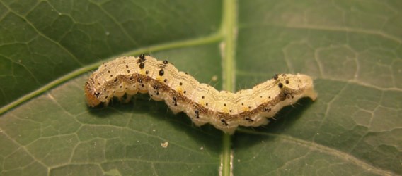 De onderzoekers gebruikten deze rups van een mot om de katoenplant aan te zetten om haar eigen gifstoffen te gaan maken.