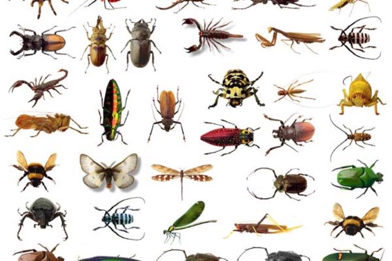 Tien redenen waarom we met zijn allen insecten en spinnen moeten eten