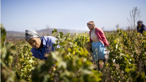 Lindewe plukt druiven voor de oogst in Koopmanskloof, een groot wijndomein nabij de stad Stellenbosch dat werkt volgens de principes van Fair Trade en Black Empowerment. Een positief verhaal, want arbeiders krijgen er een opleiding om zelf het productieproces in handen te nemen en zo uit een minderwaardige positie op te klimmen.
