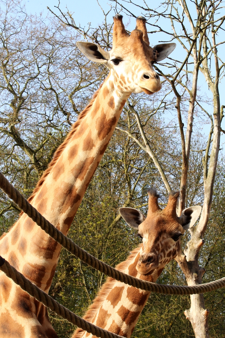 Nieuw Giraffenmannetje Voor Kweekprogramma Planckendael - De Standaard