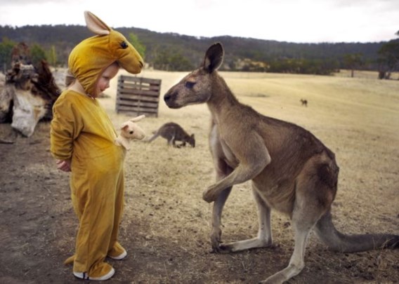 Zoek de echte kangoeroe