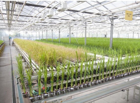 Met 140.000 planten per jaar heeft CropDesign het grootste rijstgroeiplatform van Europa.