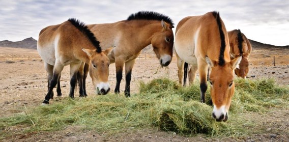 Verrassende conclusie: het przewalskipaard heeft géén bijmenging van moderne gedomesticeerde paarden.
