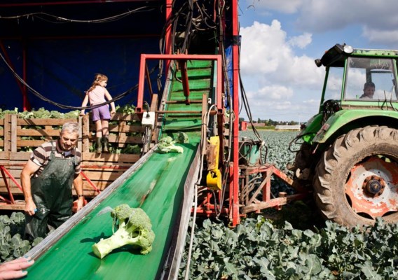 Door het warme weer is alle broccoli in korte tijd klaar voor de oogst.