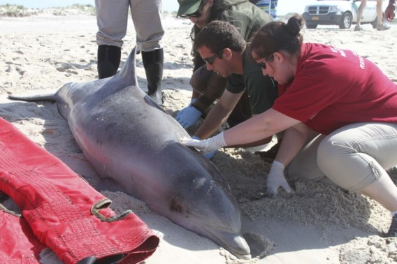 Raadselachtige dolfijnensterfte in VS