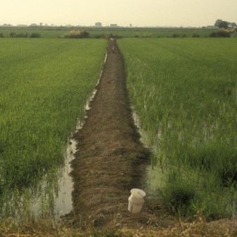 Rijstveld in Spanje: oogstgebied voor Uncle Ben’s.