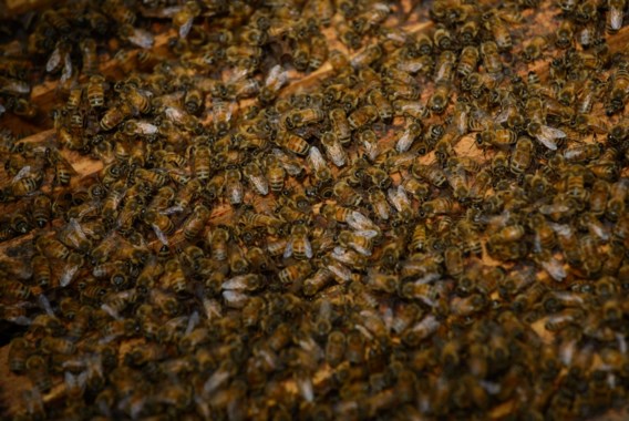 Wetgeving voor bescherming bijen onder vuur