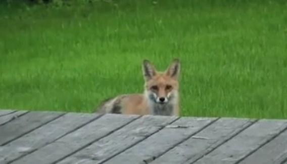 Welk geluid maakt een vos nu eigenlijk? | De Standaard