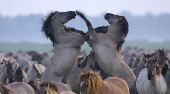Nergens in Europa lopen meer konikpaarden rond dan in de Nederlandse Oostvaardersplassen.