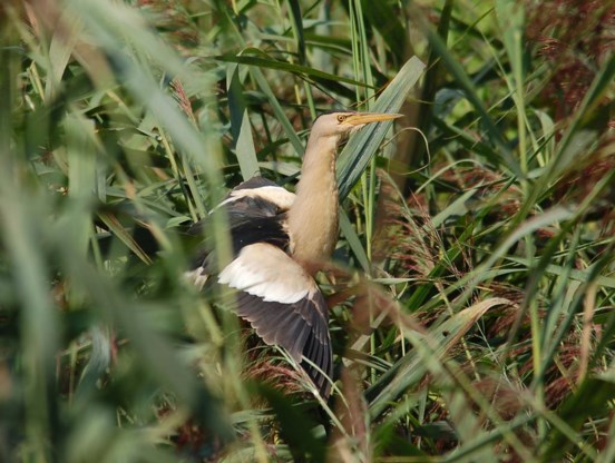 De woudaap wordt weer vaker gespot in De Wijers.