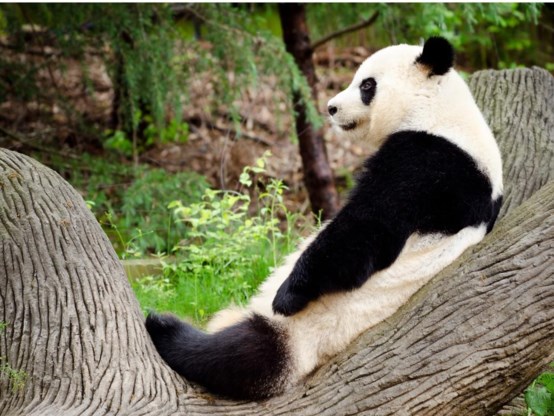 De Chinese reuzenpanda’s worden ongetwijfeld publiekstrekkers.