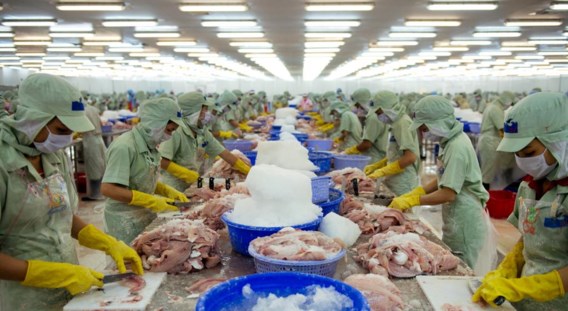 Werknemers staan in lange rijen om de pangasius te verwerken tot wat wij kennen: twee mooie witte filets.