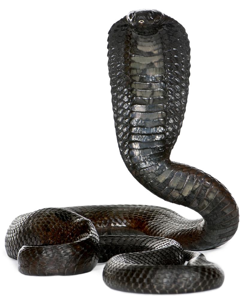 Cobra wordt steeds giftiger | De Standaard