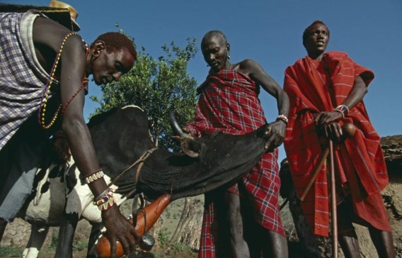 Masai in Kenia vangen het bloed van een koe op. Ze drinken het gemengd met melk.