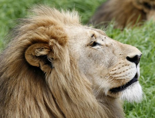 De leeuw verdwijnt uit de West-Afrikaanse natuurparken.