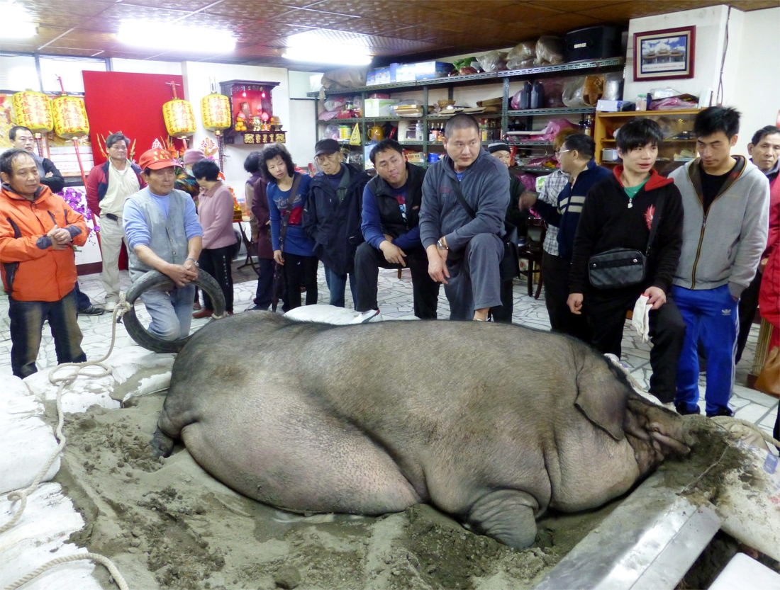 самая большая свинья в мире фото