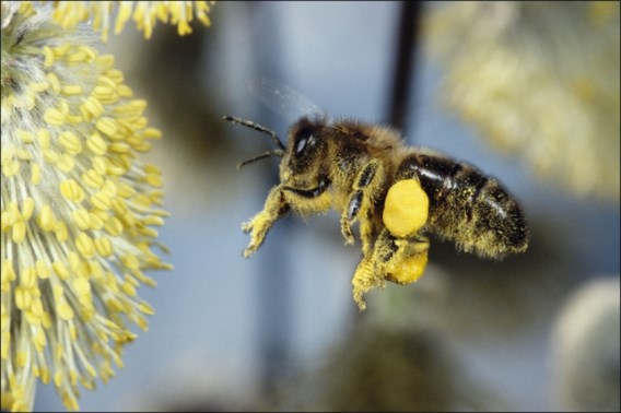 Bijen krijgen bescherming van Europa