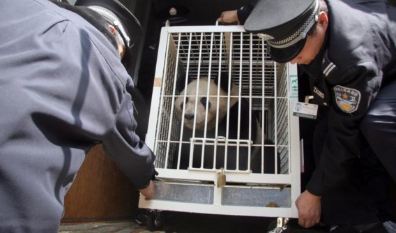 De panda’s zullen vervoerd worden in speciale kooien. 