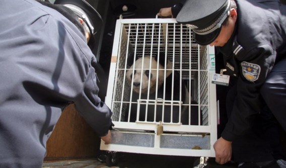 De panda’s zullen vervoerd worden in speciale kooien.
