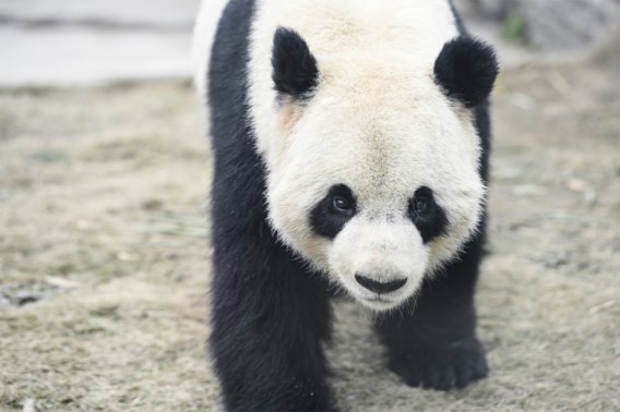 Panda’s Pairi Daiza elk verzekerd voor één miljoen dollar