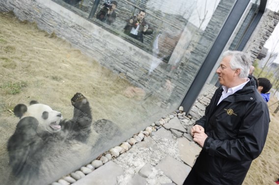 Wat u moet weten over onze panda’s