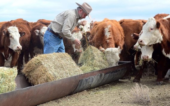 Een Amerikaanse veehouder voedert zijn dieren. Amerikaanse boeren zijn niet aan dezelfde strikte regels inzake voedselveiligheid onderworpen als de Europese.