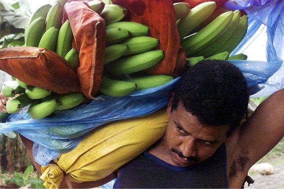 Bananen oogsten op een Chiquita-plantage in Guapiles, Costa Rica.