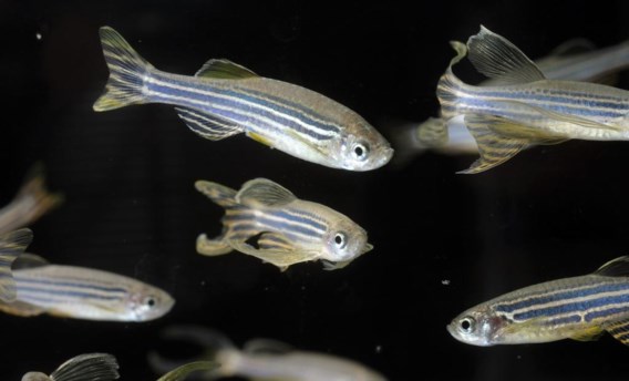 De zebravis: meer mens dan u denkt.