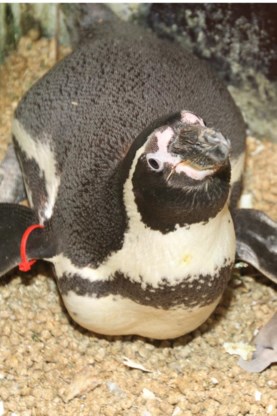 De pinguïns zijn nog zwak.