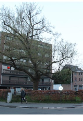 De Vredesdoorns moeten weg.