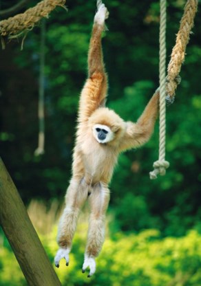 Hoe hangt een gibbon? Daar kom je alleen dankzij de zoo achter.