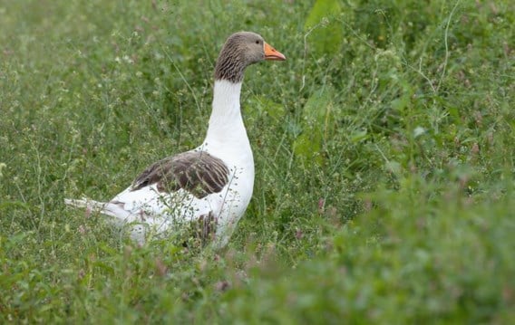 De Vlaamse gans.
