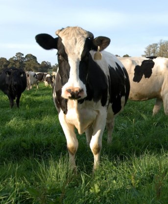 Holstein-runderen worden als melkkoeien gehouden.