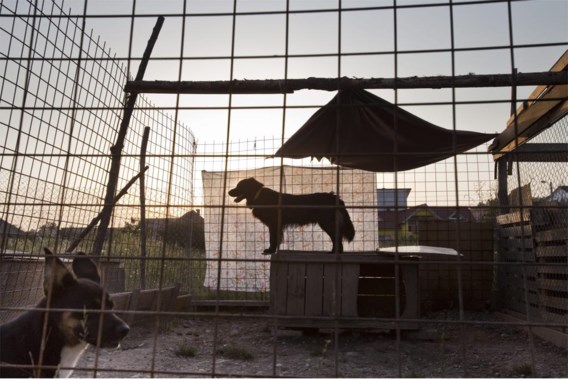 Elk jaar zijn er wel toeristen die een hondje meebrengen uit landen waar hondsdolheid nog voorkomt, met alle gevaren van dien (op de foto: honden in een Roemeense kennel).