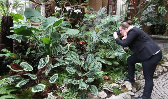 Tegen Pasen ontpoppen zo’n duizend vlinders in de nieuwe vlindertuin van de Zoo.