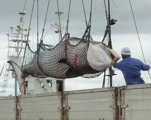 'Goede hoop dat Japan walvisvangst staakt'