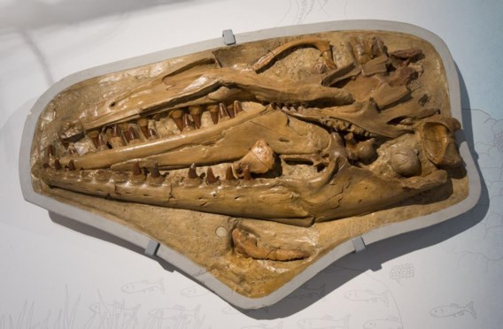 Mosasaurus hoffmanni, de opperdraak.