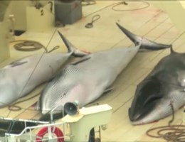 Japan jaagt (tijdelijk) niet meer op walvis