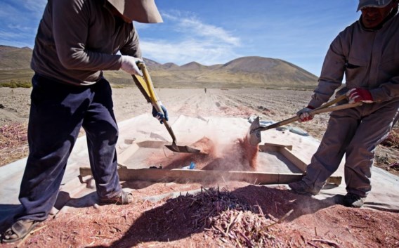 Boeren bewerken quinoa in de Boliviaanse hoogvlakte.