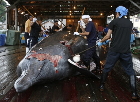 Japan zet nog dit jaar punt achter walvisvangst