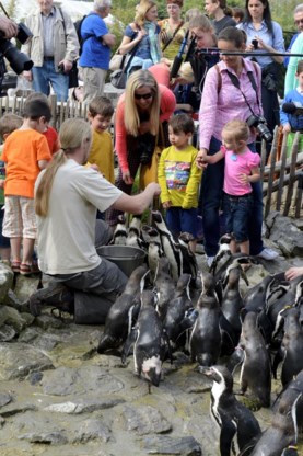 De kinderen mogen de pingui¨ns zelf voederen.